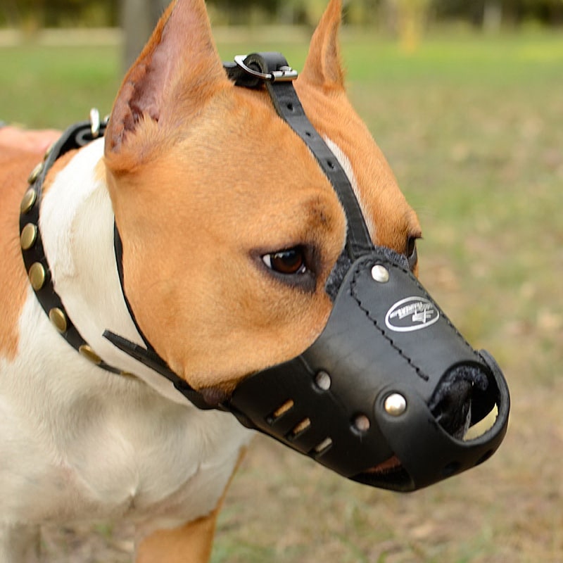Прогулочный кожаный намордник для амстаффа «Trained dog»